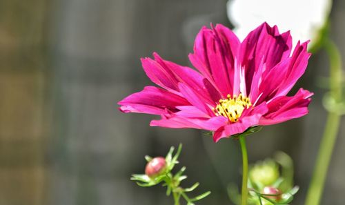 Close-up of pink cosmos flower blooming outdoors