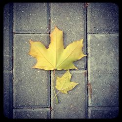 Close-up of autumn leaves