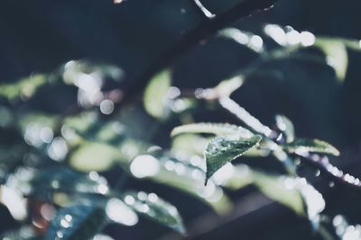 Close-up of leaves against blurred background