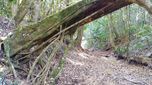 Trees in forest