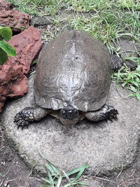 High angle view of shell on field