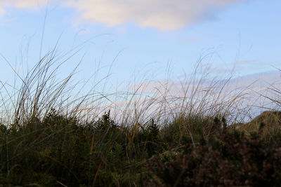 Plants growing on land against sky