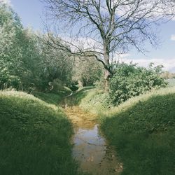 Trees growing in pond