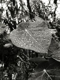 Close-up of leaves against blurred background