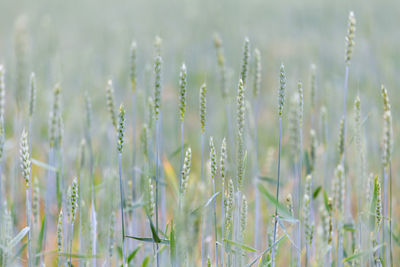 Agriculture field of wheat, countryside, closeup view