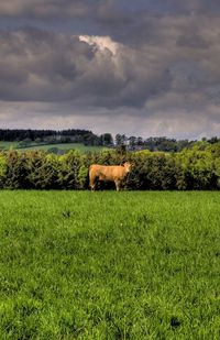 Side view of cow standing on grassy field