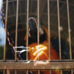 Close-up of bird in cage