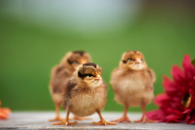 Close-up of young birds in nest