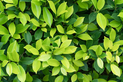 Full frame shot of ivy growing on plant