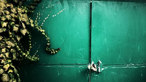 Close-up of closed green door