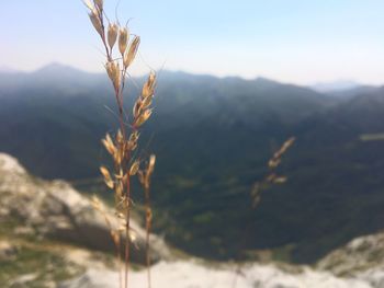 Close-up of stalks against mountain range