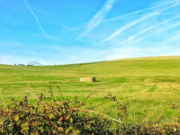 Scenic view of grassy field against blue sky