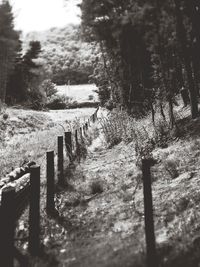 View of trees in park