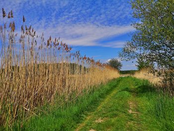 Plants growing on field against sky