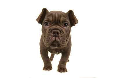 Portrait of dog against white background