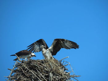 Two osprey perched atop a large nest against a clear blue sky