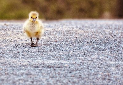 View of a bird on the road