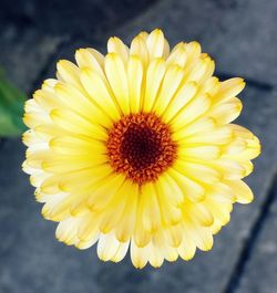 Close-up of yellow flower