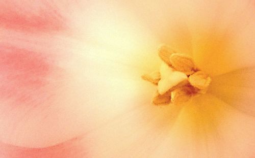 Extreme close up of white flower