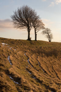 Bare tree on field against sky