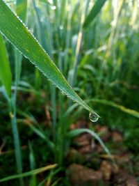 Close-up of raindrops on grass