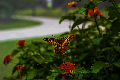 Close-up of butterfly on leaf