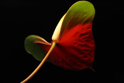 Close-up of red flower against black background