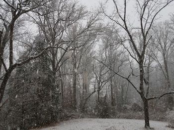 Bare trees in forest during winter