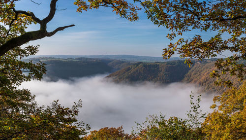 View of trees in forest against cloudy sky