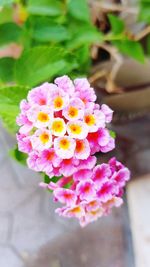 Close-up of pink flowers blooming outdoors