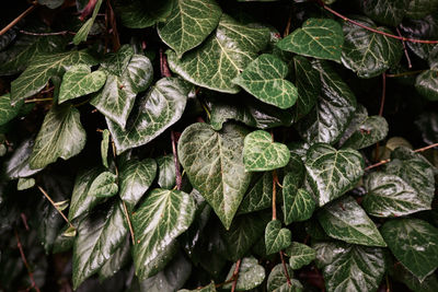 Full frame shot of plants during rainy season