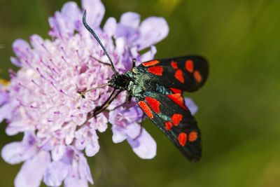 The six-spot burnet zygaena filipendulae butterfly on a scabiosa flower