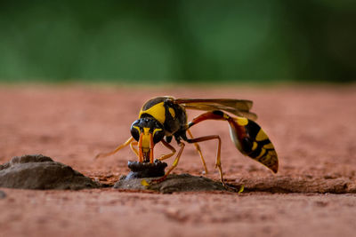 Black and yellow potter wasp building her nest 