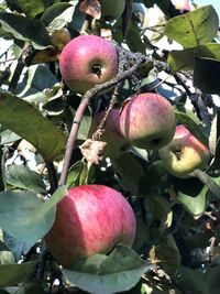 Close-up of apple growing on tree