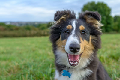 Close-up portrait of shetland sheepdog on grassy field