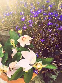 Close-up of fresh flowers blooming in garden