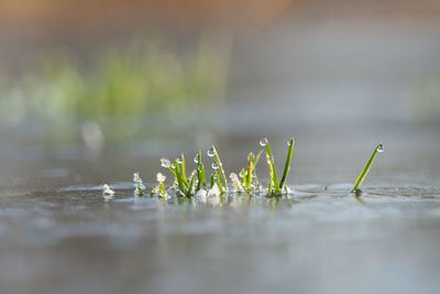 Close-up of plant