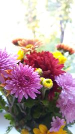 Close-up of flowers blooming outdoors