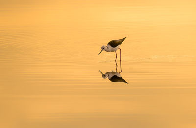 Mirroring in the wate