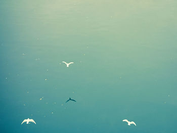 Birds flying over sea