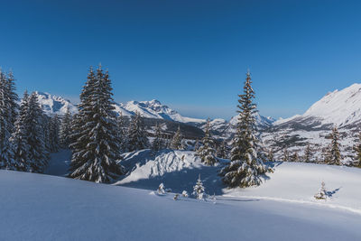 A picturesque landscape view of the french alps mountains and tall pine trees covered in snow