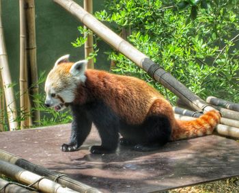 Cat on bamboo tree