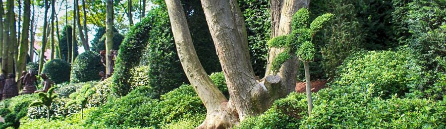 View of trees in forest