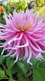 Close-up of pink flower blooming outdoors