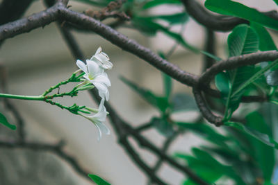 Close-up of white flowers against blurred background