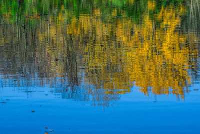 Reflection of trees in lake