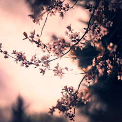 Low angle view of cherry blossom against sky during sunset