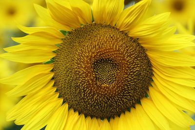 Macro shot of sunflower