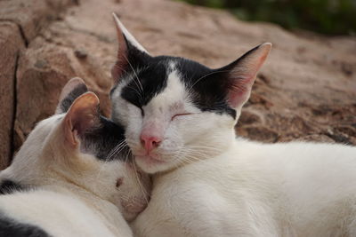 Close-up of a cat sleeping