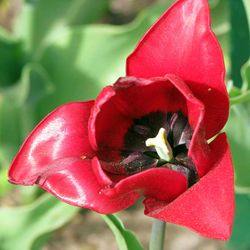 Close-up of red flowers